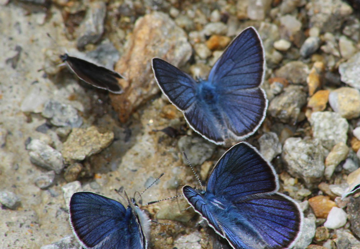 Cupido minimus, Cyaniris semiargus e Spialia sertorius